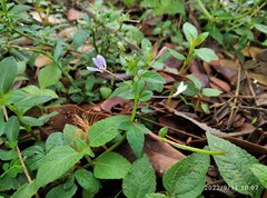 Cleome rutidosperma