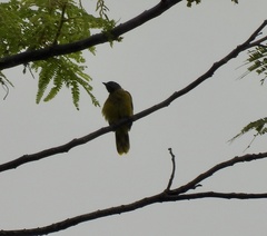 Brachypodius melanocephalos