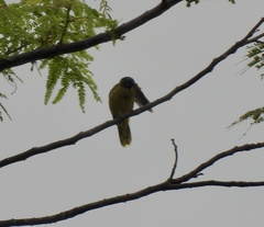 Brachypodius melanocephalos