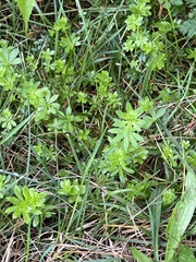 Galium triflorum