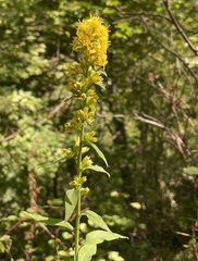 Solidago virgaurea