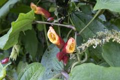 Thunbergia coccinea