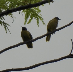 Brachypodius melanocephalos