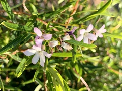 Billardiera versicolor
