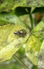 Cytaea
