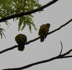 Brachypodius melanocephalos