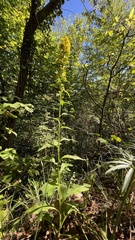Solidago virgaurea
