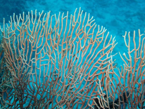 Giant Sea Fan