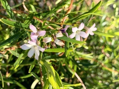 Billardiera versicolor