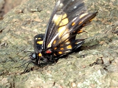 Catasticta teutila