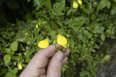 Calceolaria tripartita