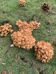 Desarmillaria