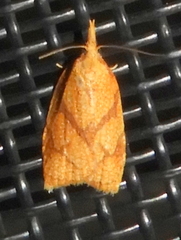 Cenopis reticulatana