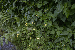 Calceolaria tripartita