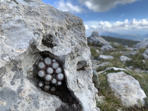 Joubarbe arachnoideum 4
