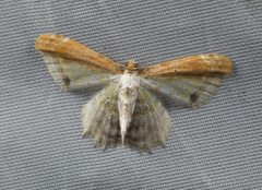 Geometridae