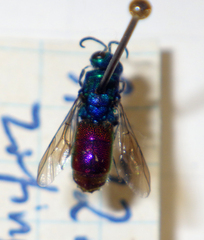 Chrysididae