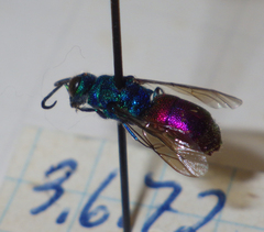 Chrysididae