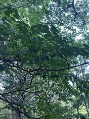 Phellodendron amurense