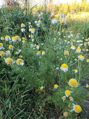 Matricaria chamomilla
