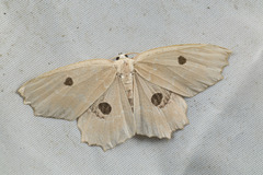 Geometridae