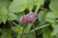 Lecanthus peduncularis