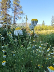 Matricaria chamomilla