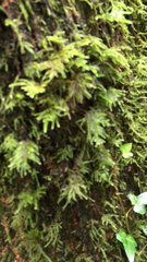 Dendroalsia abietina