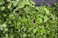 Lecanthus peduncularis