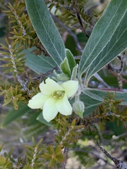 Billardiera sericophora