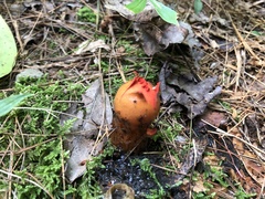 Calostoma cinnabarinum