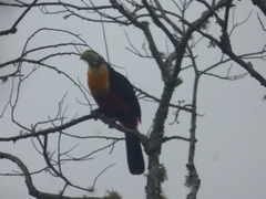 Ramphastos dicolorus