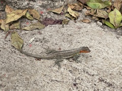 Microlophus indefatigabilis