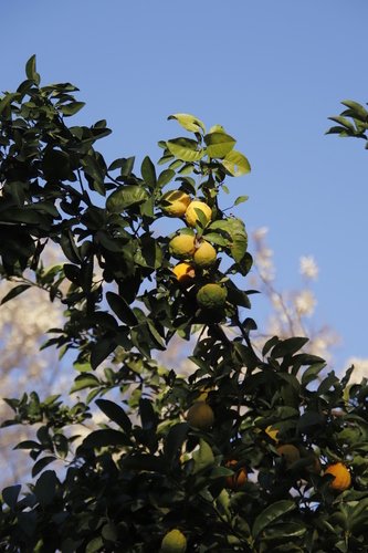 Citrus taitensis image