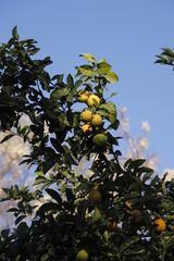 Image of Citrus taitensis