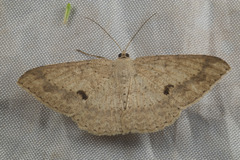 Ennominae