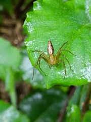 Oxyopes sertatus