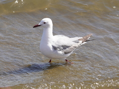 Chroicocephalus cirrocephalus