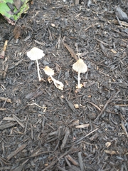Fungi