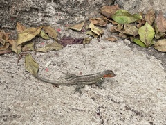 Microlophus indefatigabilis