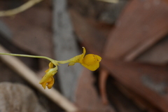 Utricularia odorata