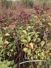 Eutrochium maculatum maculatum