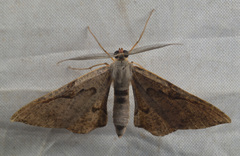 Lepidoptera