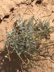 Hymenopappus