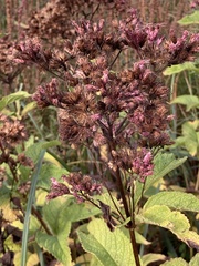 Eutrochium maculatum maculatum