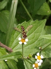 Fazia micrura