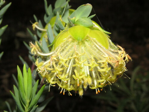 Pimelea suaveolens Meisn.