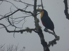 Ramphastos dicolorus