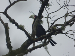 Ramphastos dicolorus