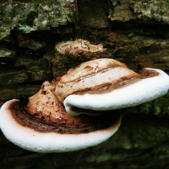 Ganoderma lobatum
